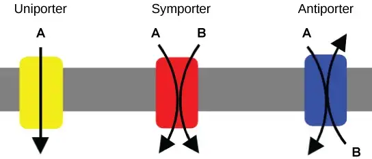 A uniporter carries one molecule or ion. A symporter carries two different molecules or ions, both in the same direction. An antiporter also carries two different molecules or ions, but in different directions. (credit: modification of work by “Lupask”/Wikimedia Commons)