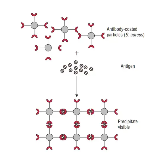 Coagglutination test
