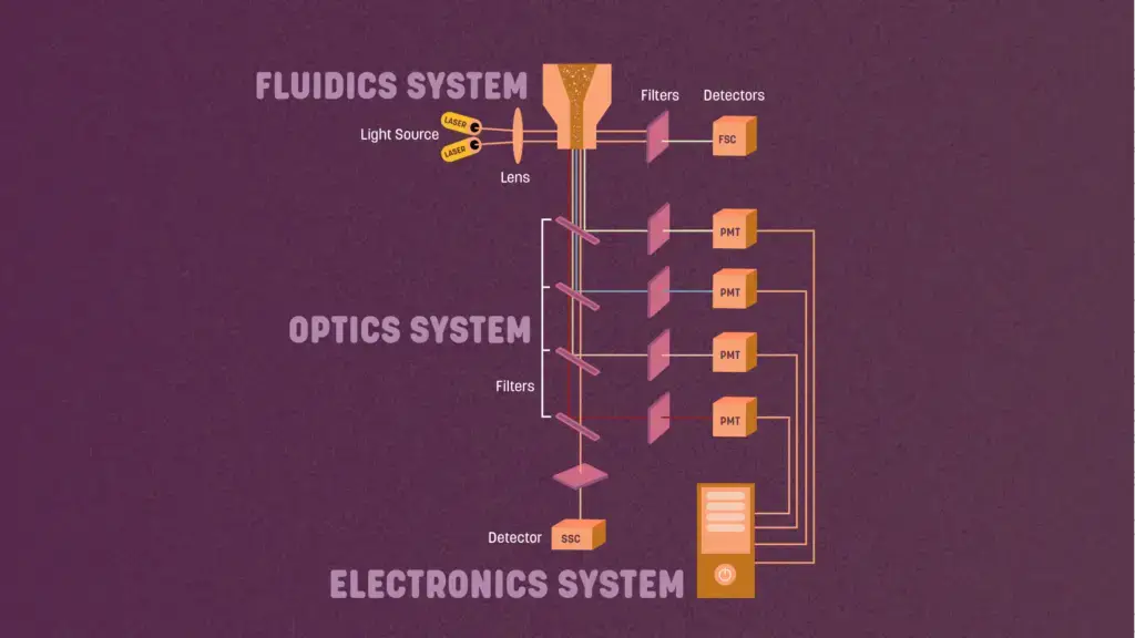 How does flow cytometry work?