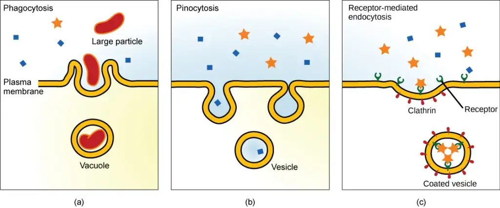 different types of endocytosis. 