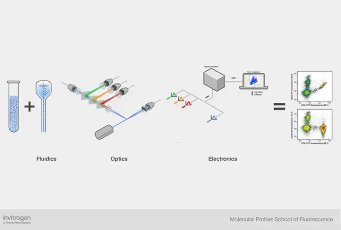 Schematic of the three main components of a flow cytometer.
