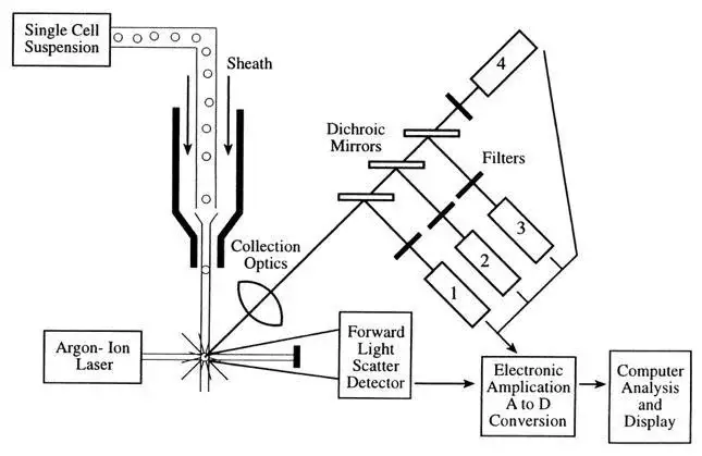 The Flow Cytometric Process 