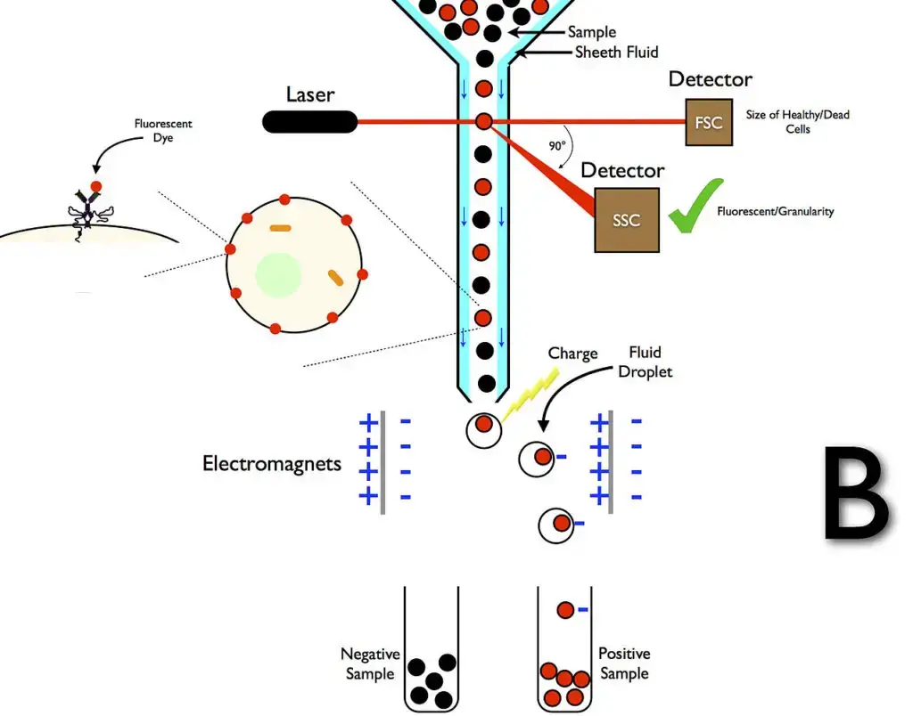 Cell Sorting Using Flow Cytometry and Droplet Technology
