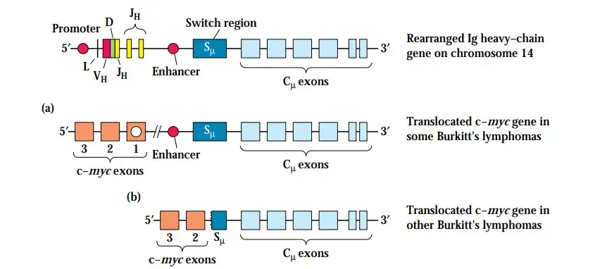 In many patients with Burkitt’s lymphoma, the c-myc gene is translocated to the immunoglobulin heavy-chain gene cluster on chromosome 14. In some cases, the entire c-myc gene is inserted near the heavy-chain enhancer (a), but in other cases, only the coding exons (2 and 3) of c-myc are inserted at the S switch site (b). Only exons 2 and 3 of c-myc are coding exons. Translocation may lead to overexpression of c-Myc.
