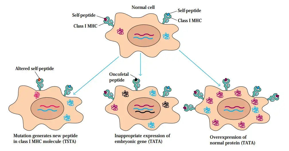 Different mechanisms generate tumor-specific transplantation antigens (TSTAs) and tumor-associated transplantation antigens (TATAs). The latter are more common.
