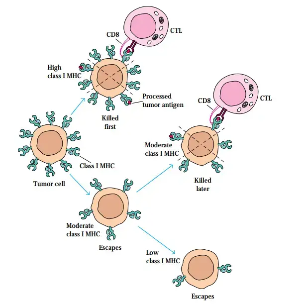 Down-regulation of class I MHC expression on tumor cells may allow a tumor to escape CTL-mediated recognition. The immune response may play a role in selecting for tumor cells expressing lower levels of class I MHC molecules by preferentially eliminating those cells expressing high levels of class I molecules. With time, malignant tumor cells may express progressively fewer MHC molecules and thus escape CTL-mediated destruction.
