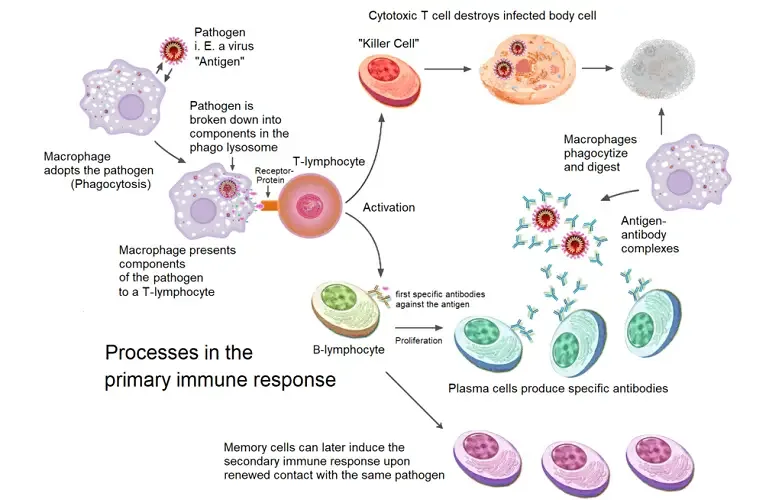 The primary humoral response
