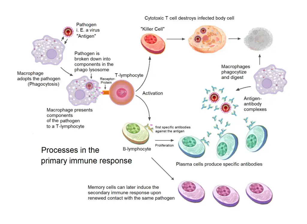 Primary Immune Response
