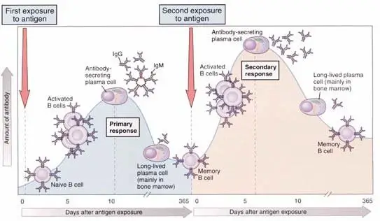 Stages of Primary Immune Response
