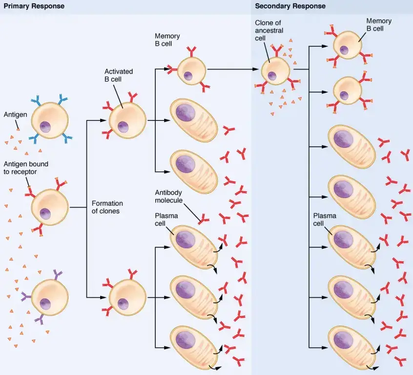 Secondary Immune Response
