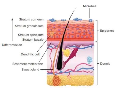 Anatomical Barriers of Immune System
