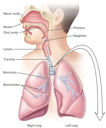 Respiratory System
