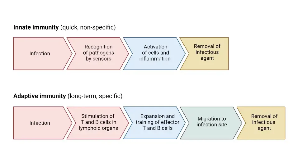 Innate and Adaptive Immunity
