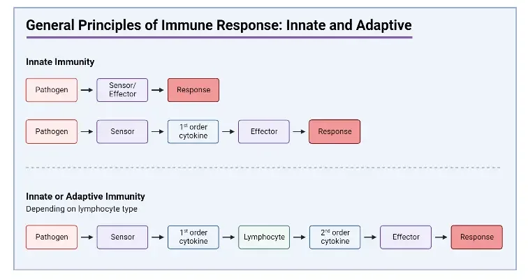 General Principles of Immune Response_ Innate and Adaptive
