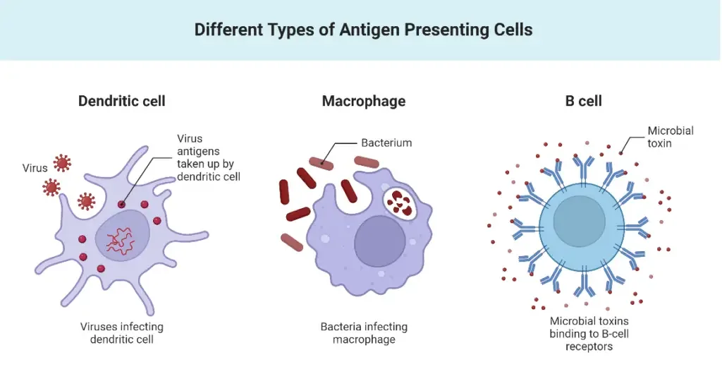 Different Types of Antigen Presenting Cells
