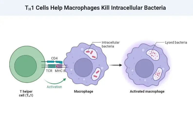 TH1 Cells Help Macrophages Kill Intracellular Bacteria
