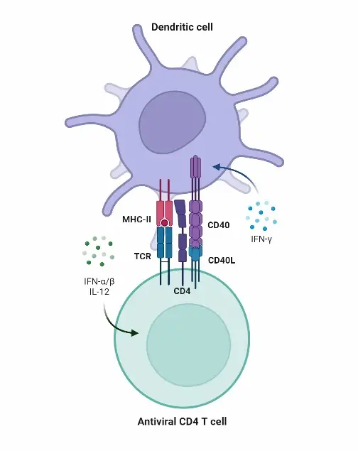 Dendritic cell - Definition, Location, Structure, Types, Functions ...