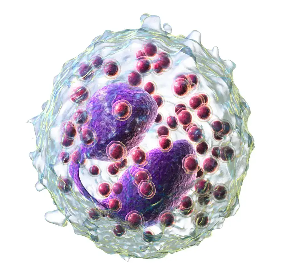 3D rendering of eosinophil 