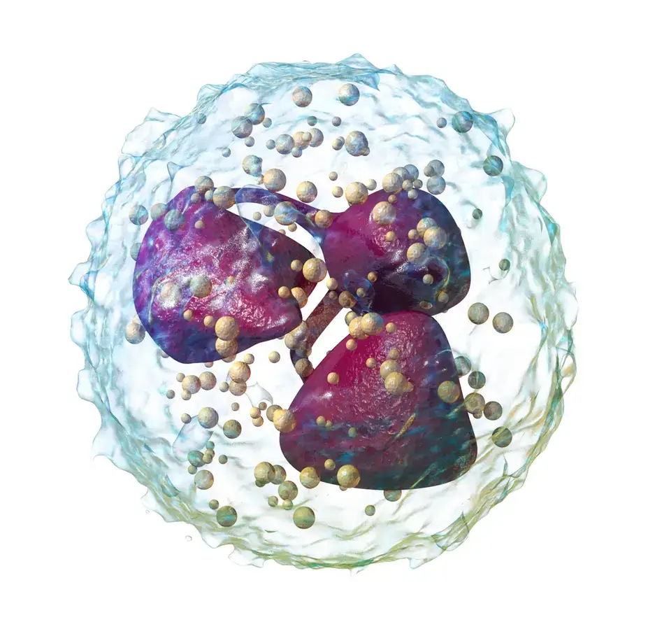 3D rendering of a neutrophil 