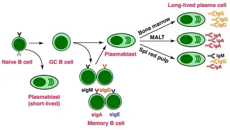 B cell activation naive to plasma cell 