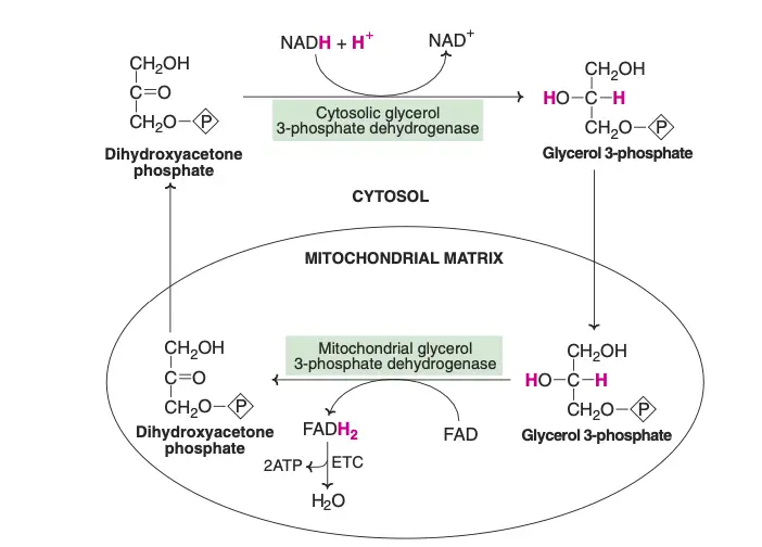 Glycerol-phosphate shuttle (reducing equivalents transported are shown in Blue).