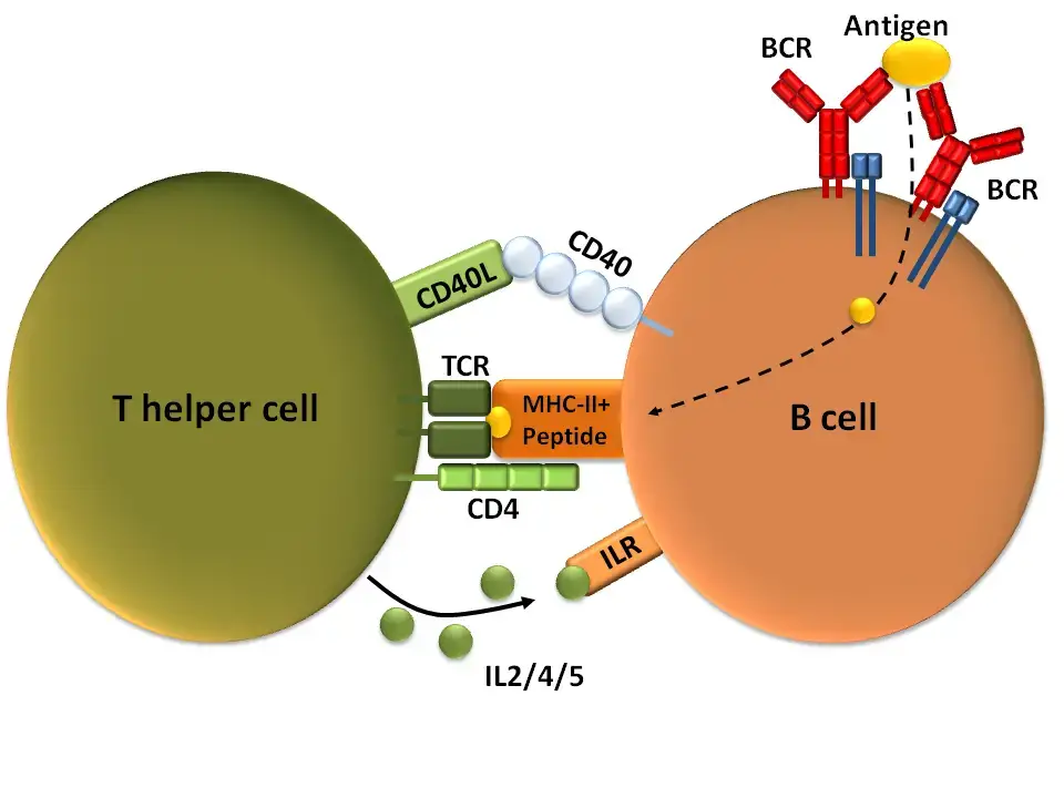 T-dependent B cell activation 