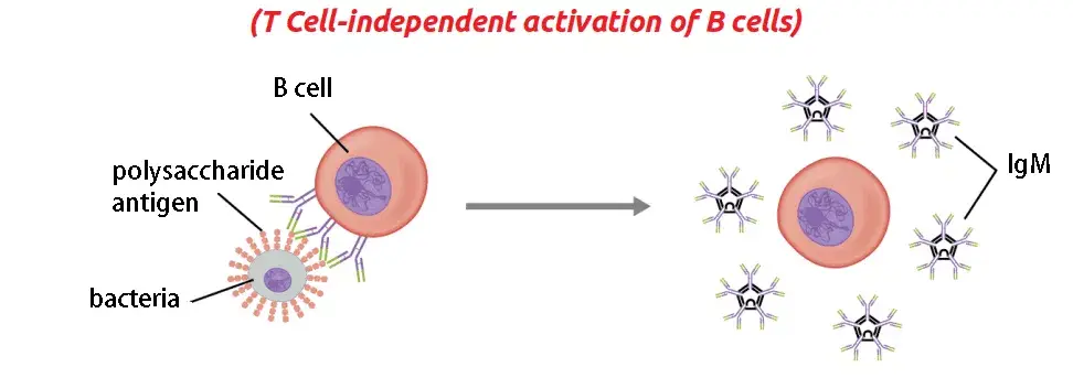 T cell-independent activation
