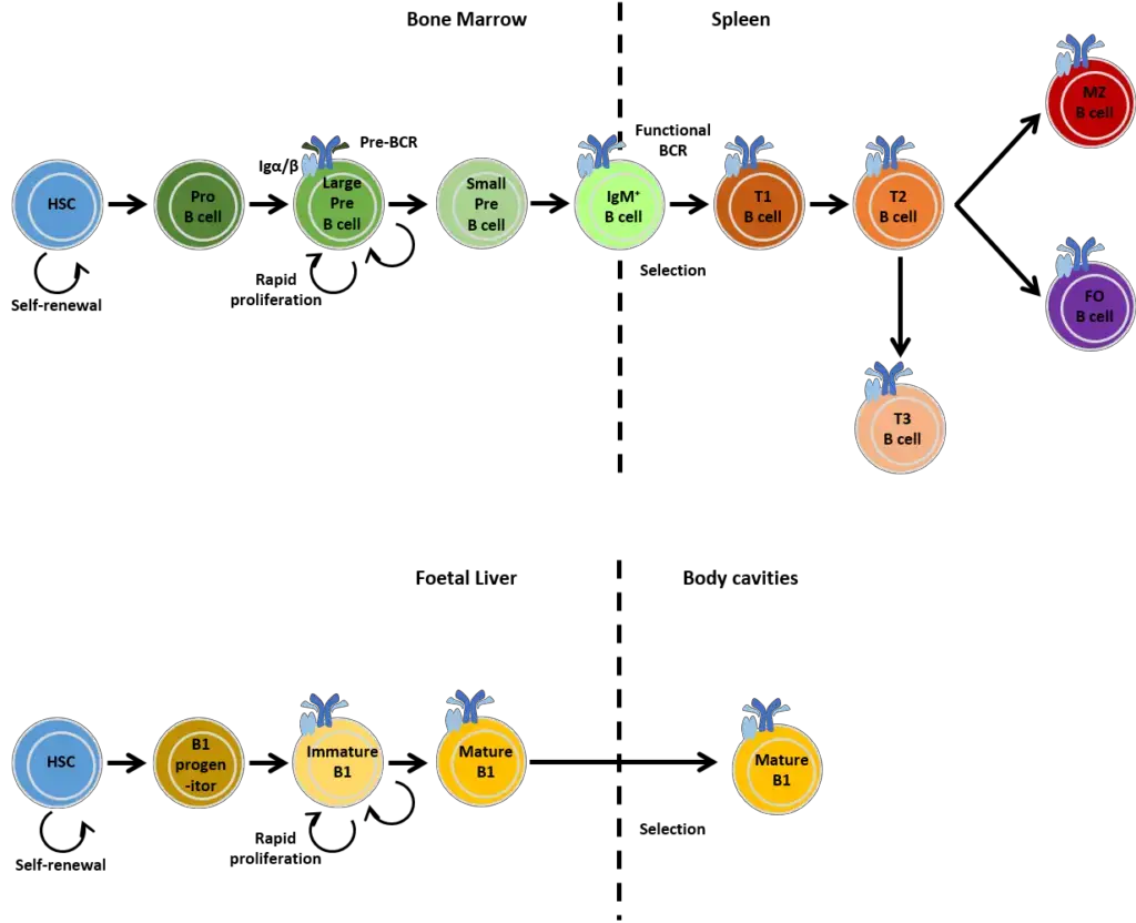 B-cell development and B-cell subsets (Rebecca Newman) | Image Credit: https://www.immunology.org/public-information/bitesized-immunology/cells/b-cells
