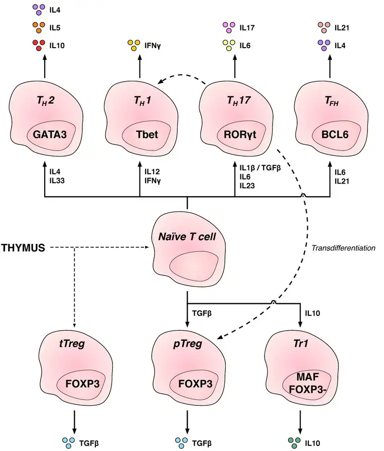 CD4+ T cell subsets
