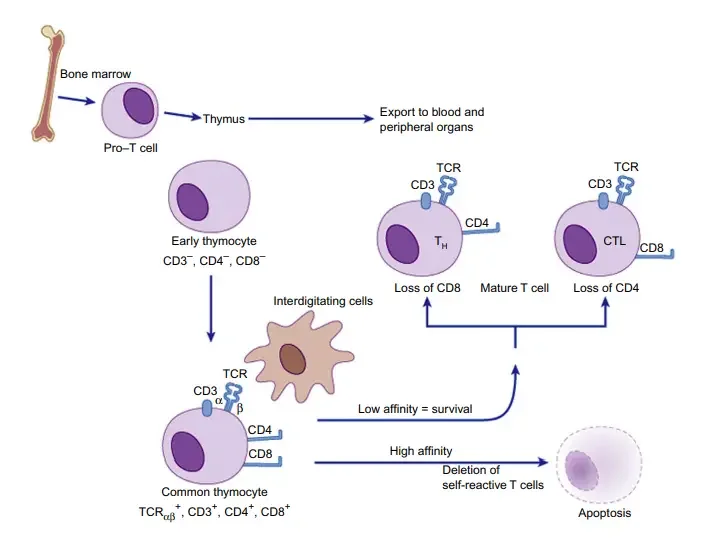 T Cell (T Lymphocyte) Development
