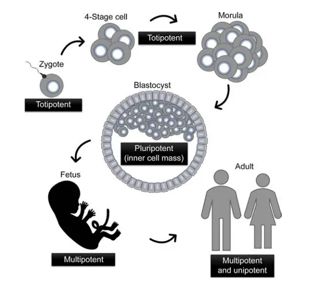 Types of Stem Cells Based on their potency or differentiation ability
