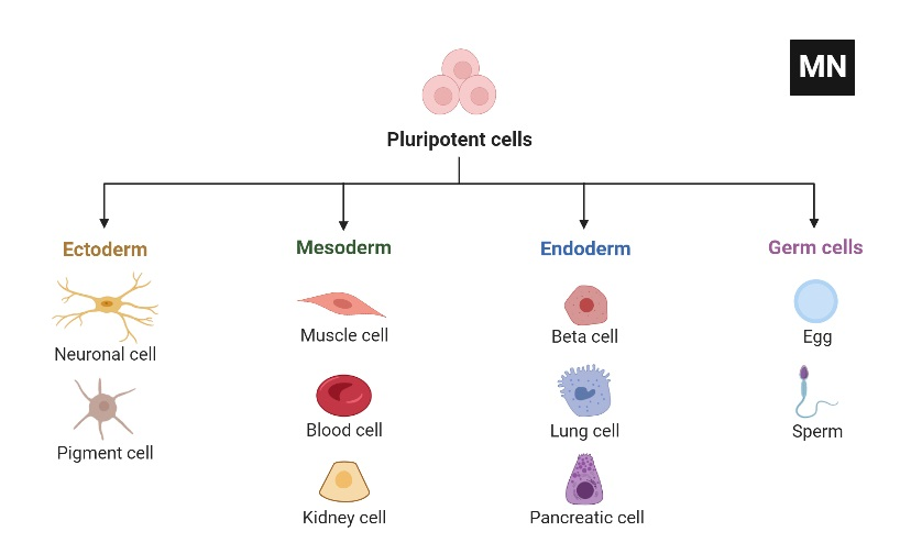 Pluripotent Stem Cell Differentiation
