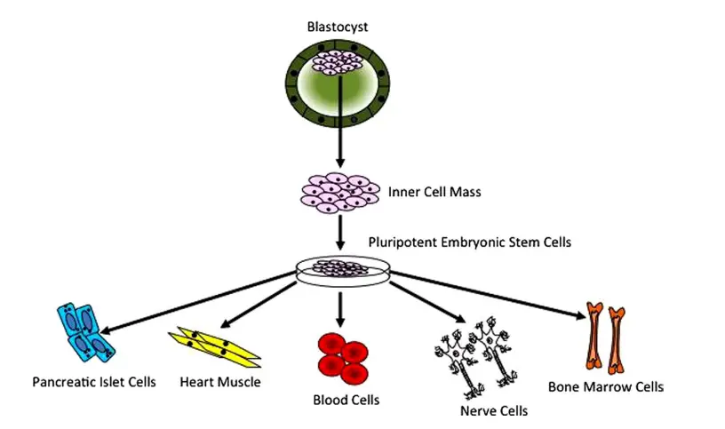 Embryonic Stem (ES) Cells
