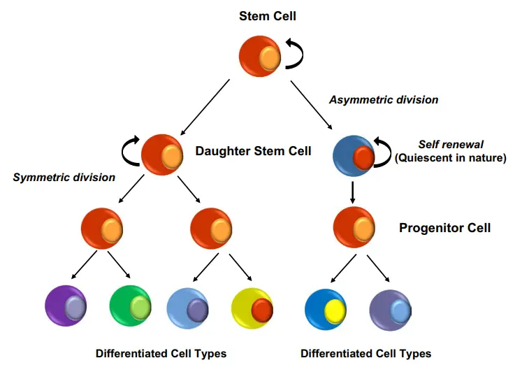 Asymmetric and symmetric stem cell division.
