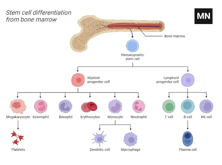 Stem Cell Differentiation from Bone Marrow
