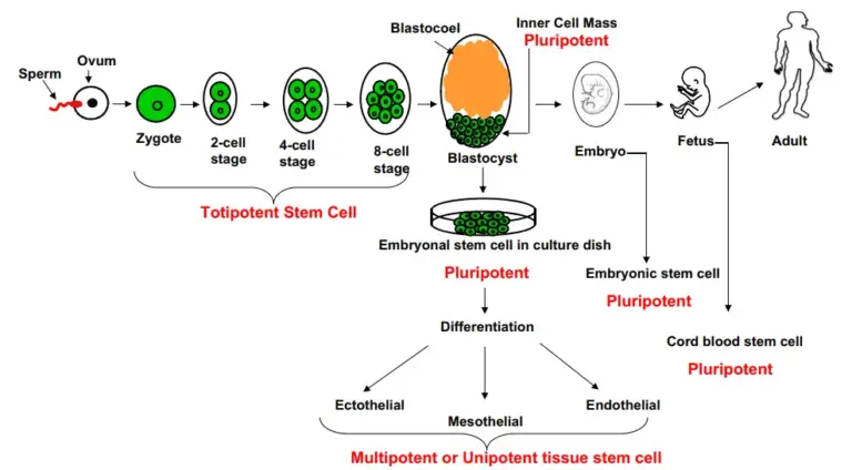 Stem cell - Definition, Types, Application, Advantages - Biology Notes ...