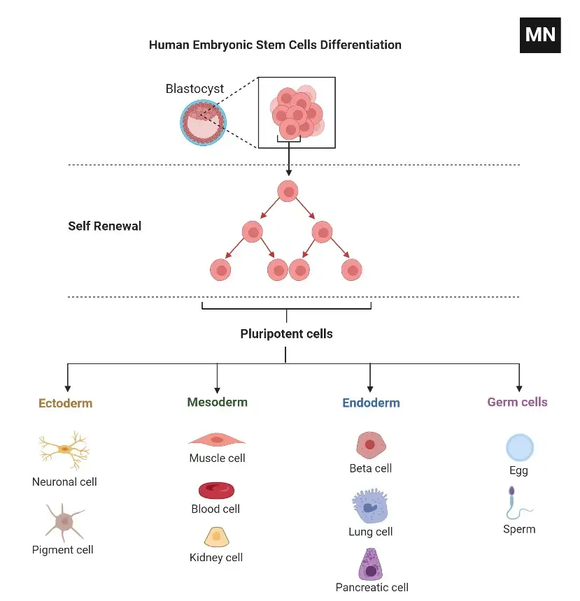 Human Embryonic Stem Cell Differentiation
