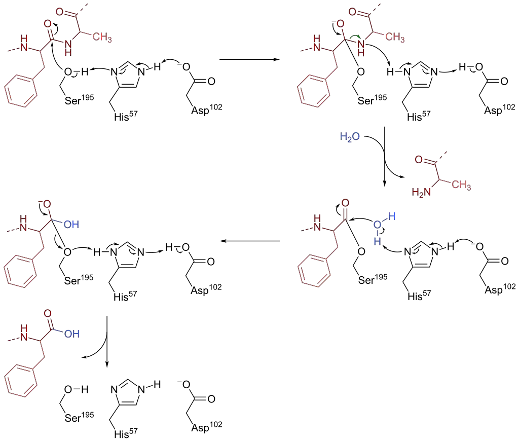 Mechanism of peptide bond cleavage by chymotrypsin