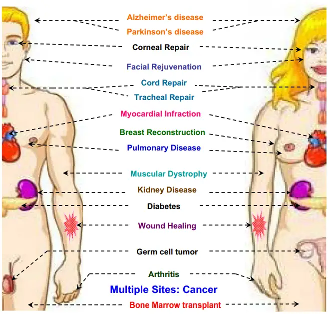 Potential uses of stem cells in disease
