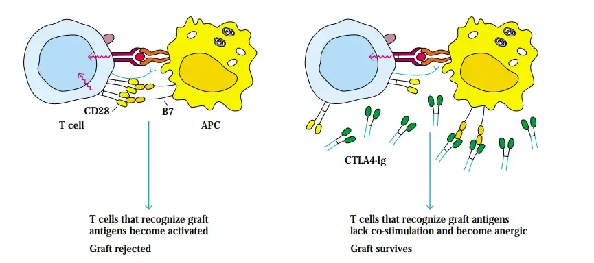 Blocking co-stimulatory signals at the time of transplantation can cause anergy instead of activation of the T cells reactive against the graft. T-cell activation requires both the interaction of the TCR with its ligand and the reaction of co-stimulatory receptors with their ligands (a). In (b), contact between one of the co-stimulatory receptors, CD28 on the T cell, and its ligand, B7 on the APC, is blocked by reaction of B7 with the soluble ligand CTLA-4Ig. The CTLA4 is coupled to an Ig H chain, which slows its clearance from the circulation. This process specifically suppresses graft rejection without inhibiting the immune response to other antigens.
