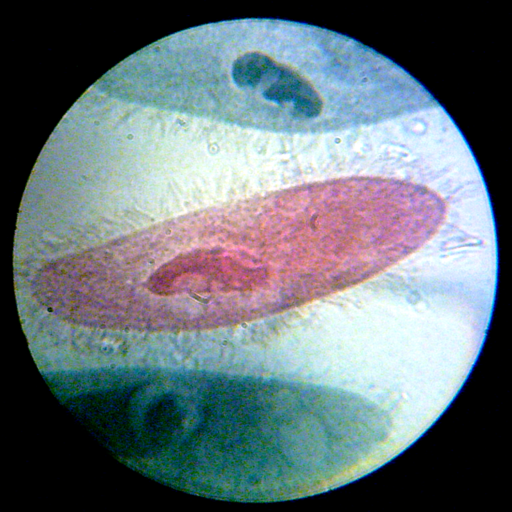 Paramecium Under Microscope