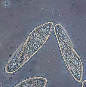 Paramecium Under Microscope
