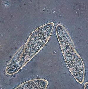 Paramecium Under Microscope
