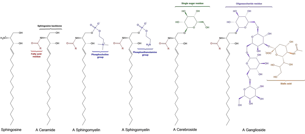 General structures of sphingolipids