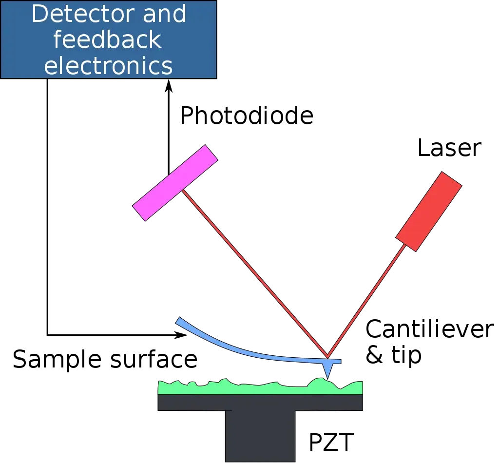 How does an atomic force microscope work? – Scanning a tiny cantilever across the surface of a sample is how an AFM creates images. As the cantilever’s pointed end makes contact with the ground, it is bent and the amount of laser light reflected into the photodiode is altered. The measured cantilever height then traces the surface thanks to the response signal being restored after the cantilever height was modified.