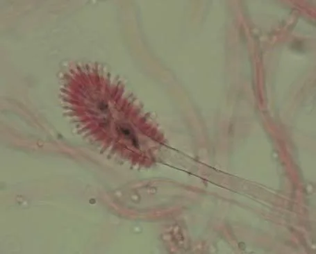 Aspergillus clavatus - Morphology, Life Cycle, Pathogenesis 2 Aspergillus clavatus clavate or “club-shaped” vesicle with a single layer of phialides