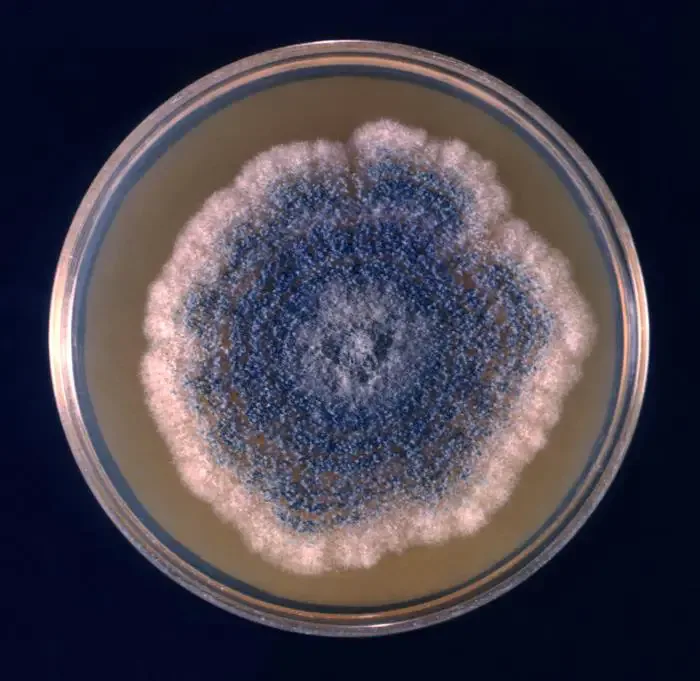 Aspergillus clavatus - Morphology, Life Cycle, Pathogenesis 3 Aspergillus clavatus colony growing on petri dish
