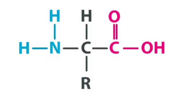 Amino Acid Formula - Biology Notes Online