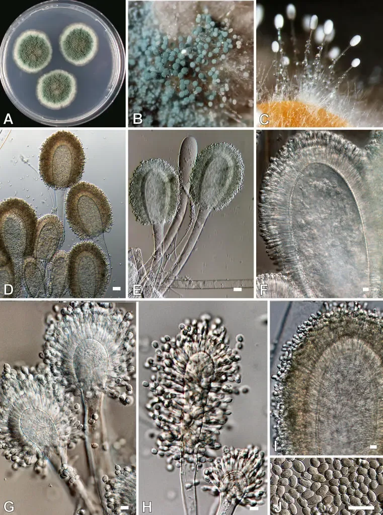 Aspergillus clavatus - Morphology, Life Cycle, Pathogenesis 5 Aspergillus clavatus. A. Colonies after 7 d at 25 °C on CYA. B-C. Macrophotograph of conidiophores. D-I. Conidiophores. J. Conidia. Scale bars = 10 μm, except D and E = 30 μm.