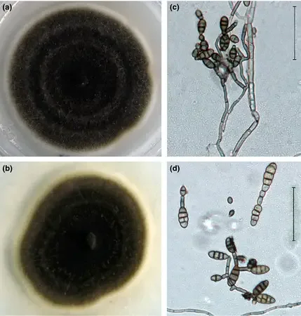 Cultural and morphological characteristics of Alternaria alternata. (a) Colonies of A. alternata isolate YJ1 and (b) isolate XN2 growing on PDA plates; (c) conidiophores of isolates YJ1; (d) conidia of isolate XN2. Bar = 50 μm.
